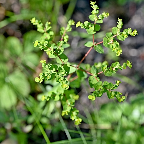 Euphorbia platyphyllos, photograph 5