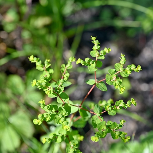 Euphorbia platyphyllos, photograph 6