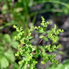 Euphorbia platyphyllos, photograph (c) Petr Harant, some rights reserved (CC BY)