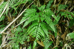Arachniodes pseudoaristata