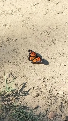 Viceroy