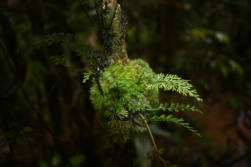 Asplenium bipinnatifidum observed 2025-10-19