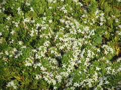 Myoporum parvifolium