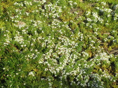 Myoporum parvifolium