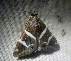 Grammodes pulcherrima