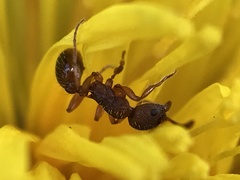 Myrmica