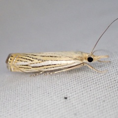 Crambus multilinellus