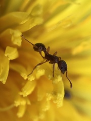 Myrmica