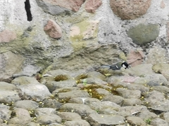 Parus major