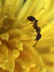 Myrmica