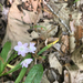 Claytonia virginica virginica - Photo (c) Alan Weakley, μερικά δικαιώματα διατηρούνται (CC BY-NC), uploaded by Alan Weakley