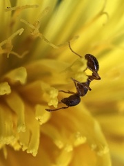 Myrmica