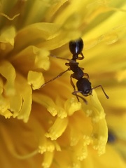 Myrmica