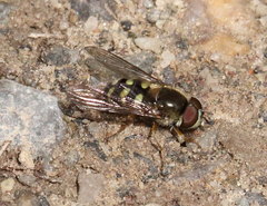 Dasysyrphus venustus