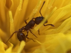 Myrmica