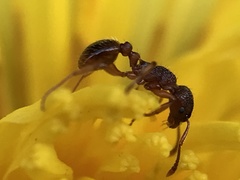 Myrmica