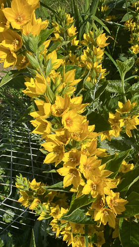 Dotted Loosestrife