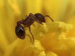 Myrmica