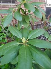 Rhododendron