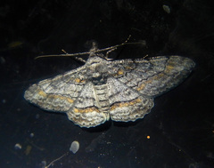 Cleora displicata