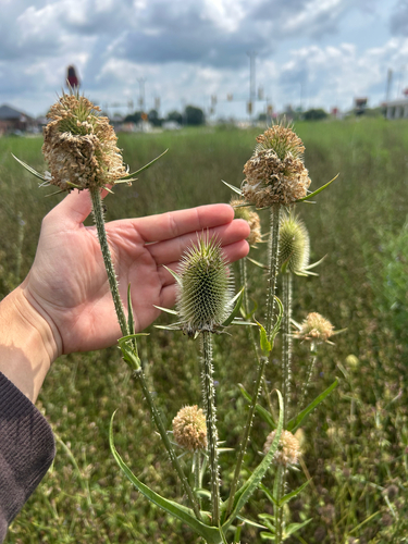 cutleaf teasel