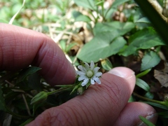 Stellaria corei