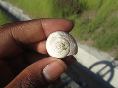 Helminthoglypta tudiculata