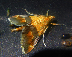 Tetracona amathealis