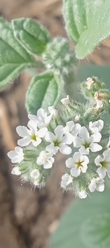 European heliotrope