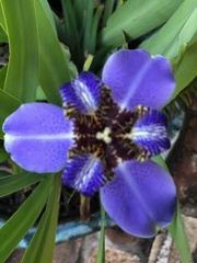 Trimezia coerulea