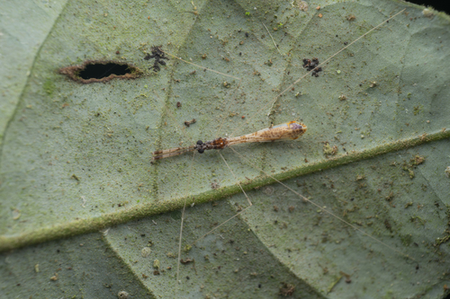 Tridemula observed 2026-08-04