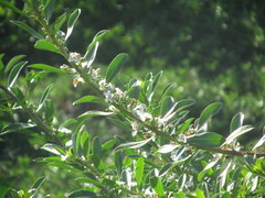 Myoporum parvifolium