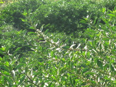 Myoporum parvifolium