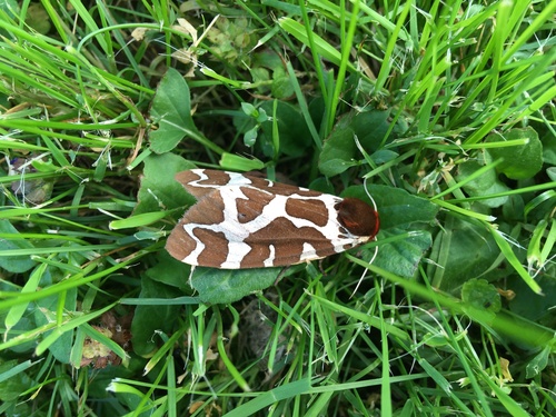 Garden Tiger