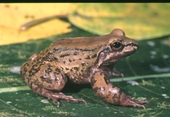 Leptodactylus rhodonotus