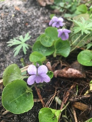 Viola epipsila