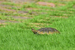 Mauremys japonica