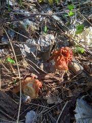 Gyromitra fastigiata