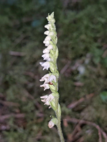 lesser rattlesnake plantain