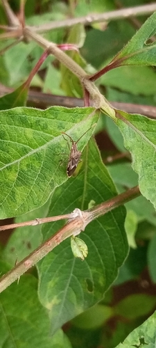 Cletoliturus lituripennis