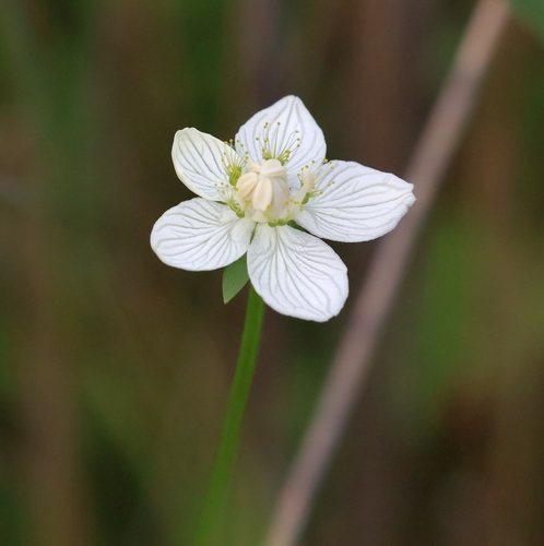 marsh grass-of-Parnassus