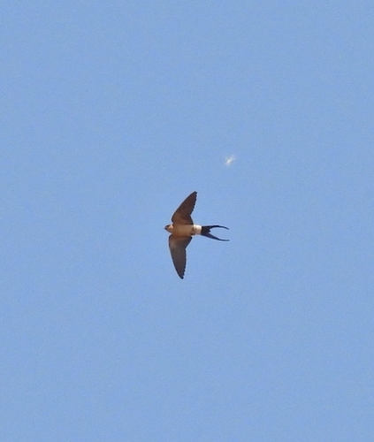 European Red-rumped Swallow