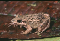 Adenomera hylaedactyla