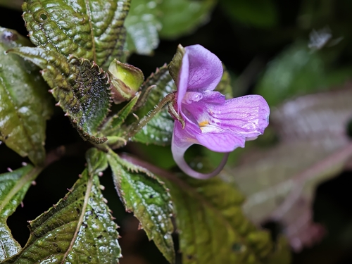 Impatiens neglecta