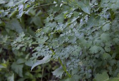 Thalictrum fendleri polycarpum