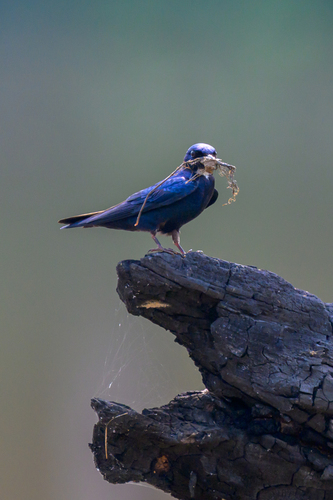 iNaturalist image