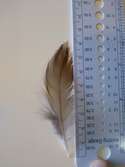 Charadrius modestus