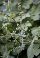 Thalictrum fendleri polycarpum