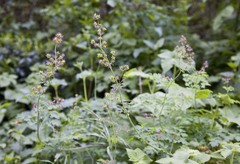 Thalictrum fendleri polycarpum