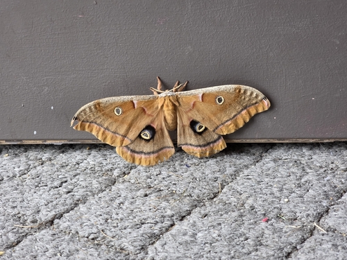 Polyphemus Moth